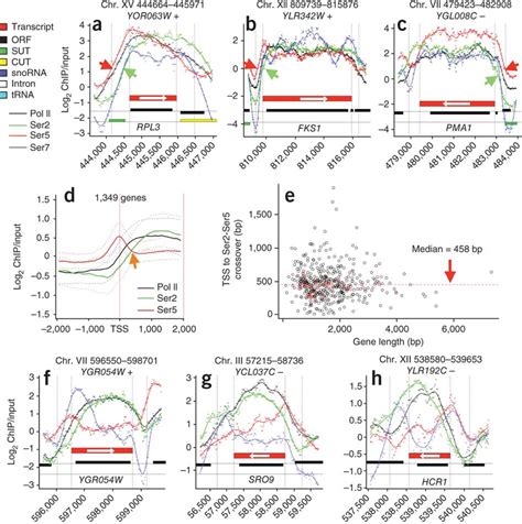 A 450-base interval between Ser5 and Ser2 phosphorylation at 5′ ends ...