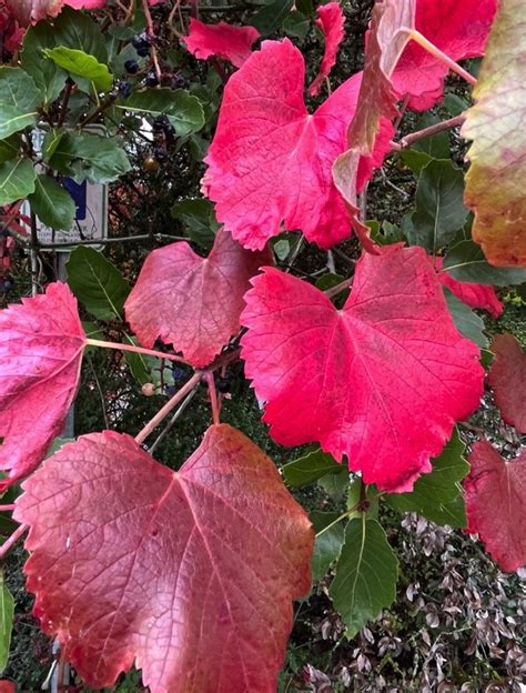 Vitis Californica X Vinifera Rogers Red Xera Plants