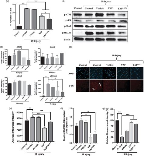 The Cytoprotective Impact Of Yes Associated Protein 1 After Ischemia