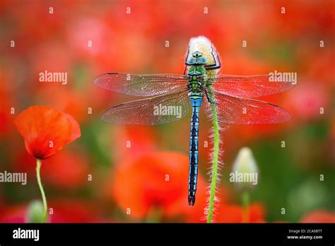 Blue Hawker Southern Hawker Hi Res Stock Photography And Images Alamy