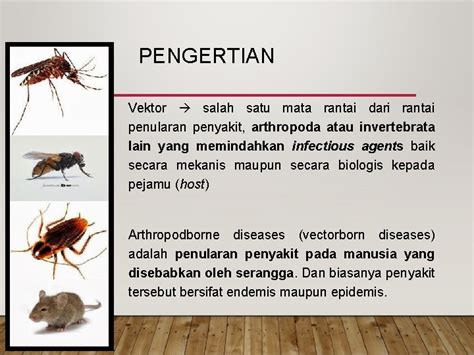 Vektor Penyakit Adalah Homecare24