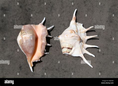Indian Giant Spider Conch Lambis Truncata Shell Stock Photo Alamy