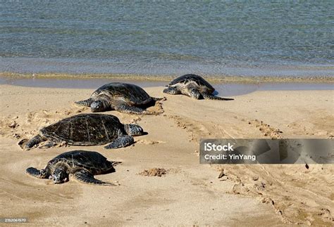 Hawaiian Green Sea Turtles On The Beach A Protected Wildlife Of Hawaii