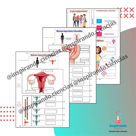 Sistema Reprodutor Masculino E Feminino 5 Ano - Sistema Reprodutivo Masculino E Feminino Para Criancas