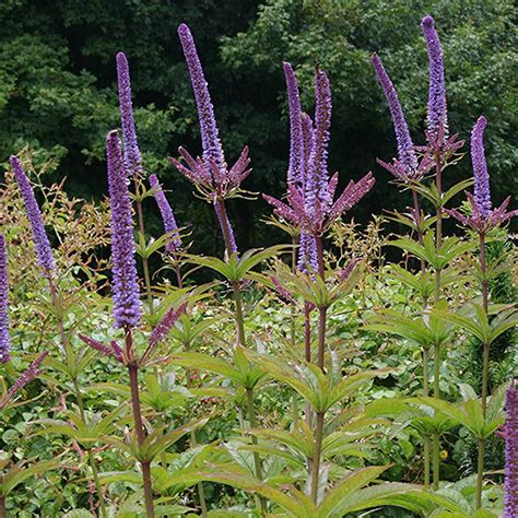 Veronicastrum 'Red Arrows' | SLOVENSKETRVALKY.SK | SlovenskeTrvalky.sk