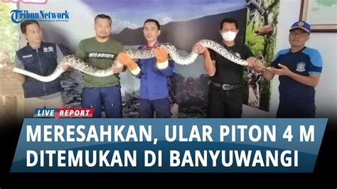 Meresahkan Ular Piton Sepanjang Meter Ditangkap Di Sungai Banyuwangi