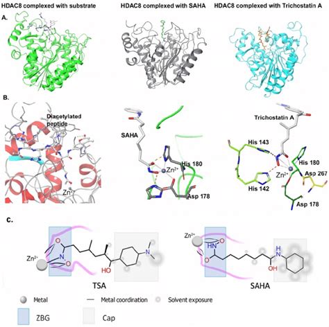 HDAC Inhibitor Coordination To The Active Site Metal Zn 2 Ion A