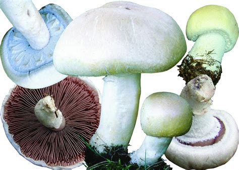 ШАМПИНЬОН ПОЛЕВОЙ - Михаил Вишневский