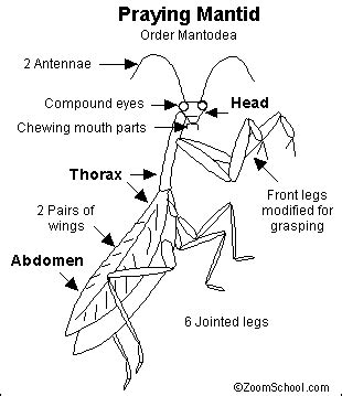 Anatomy - The Praying Mantis (Mantis religiosa)