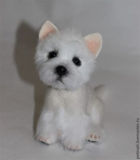 щенок Вест-хайленд-вайт-терьера ' Ланс' | White terrier, West highland ...