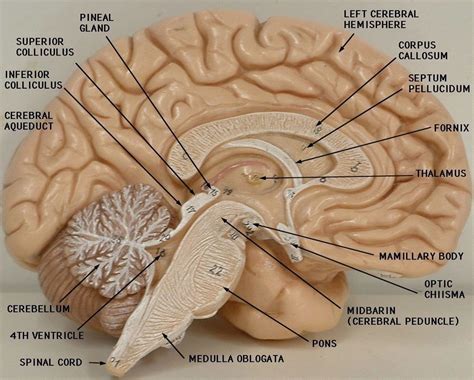 Brain Model Labeled