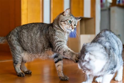 虫の居所が悪いキンタ Catlife 猫写真＆猫壁紙[猫写真家・佐藤誠]