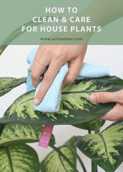 How To Clean Houseplants Easy Methods House Plant Pots House