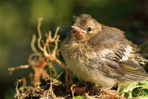 Riley Finch – Telegraph