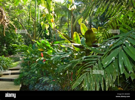 Fiji Islands South Southsea Sea Pacific Rainforest Forest Abaca Nadi