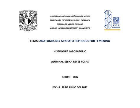 Aparato Reproductor Femenino Histologia Practica Universidad Ancional