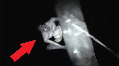 Most Disturbing Encounter Caught On Trail Cam Youtube