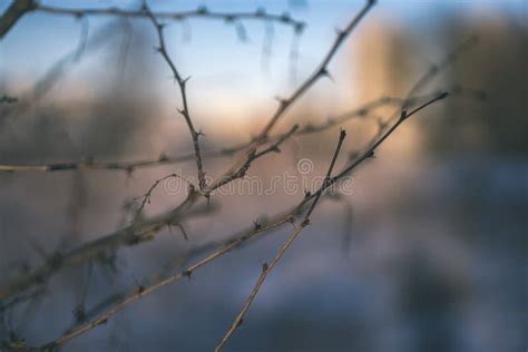 Naked Tree Branches In Late Autumn With No Leaves Vintage Retro Film Look Stock Image Image