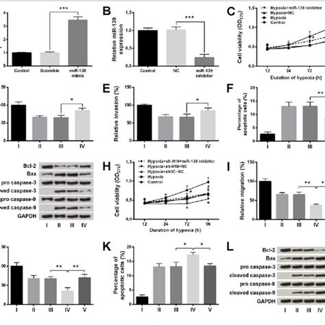 Hypoxia Induced H C Cell Injury Is Aggravated By H Knockdown But Is