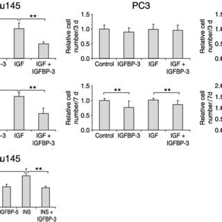 IGFBP 3 Blocks IGF Mediated Intracellular Signaling IGFBP 3 Inhibits