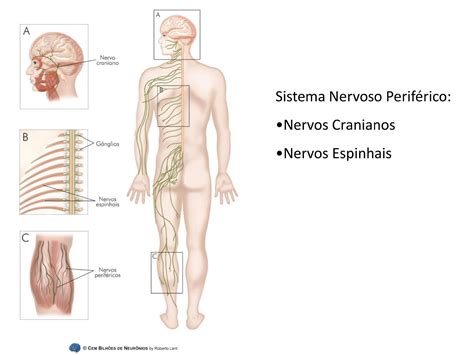 Anatomia Do Sistema Nervoso Periferico