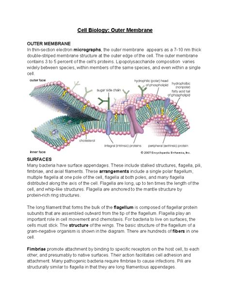 cell biology outer membrane cell biology outer membrane outer
