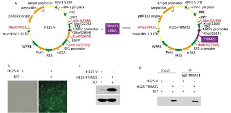 Introduction Of Recombinant Lentivirus Vector Expressing Trim21