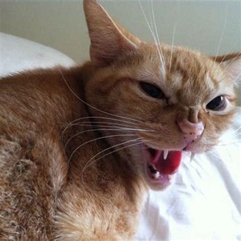 Where Did The Pussy Cat Go Answer DIY Seattle