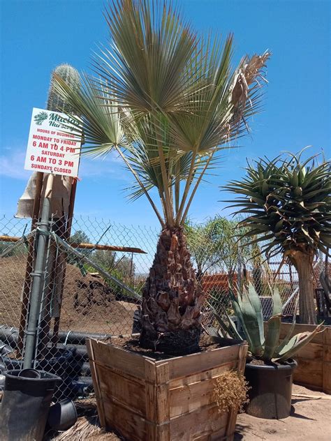 Brahea Armata Mexican Blue Palm In Macias Nursery Inc