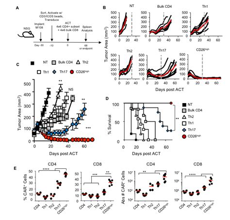 Human CD26 high T cells ablate large human tumors and persist relative ...