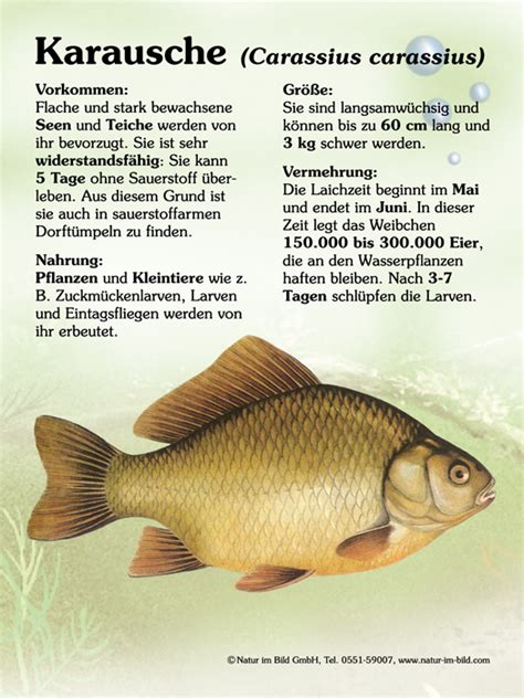 Karausche Fische Lehrtafeln Natur Im Bild Lehrtafeln F R Natur