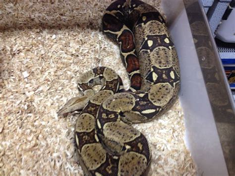 Tips For Breeding Boa Constrictors Reptiles Magazine