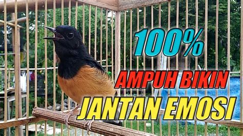 Suara Murai Betina Memanggil Jantan Bikin Emosi Jantan Langsung Naik