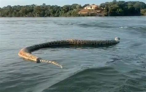 Cobra gigante é filmada por comerciante durante passeio em lago