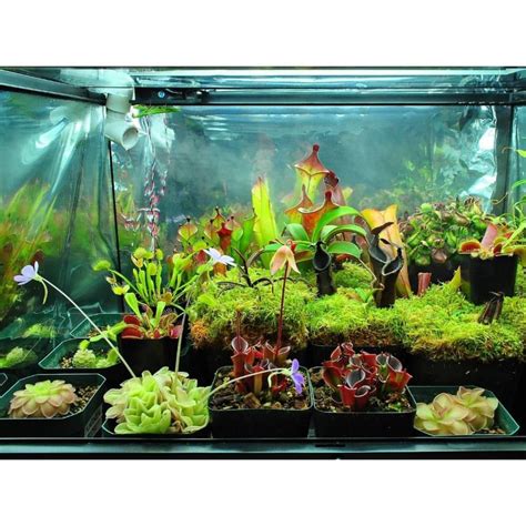 Carnivorous plant terrarium. Unusual Plants, Exotic Plants, Cool Plants ...