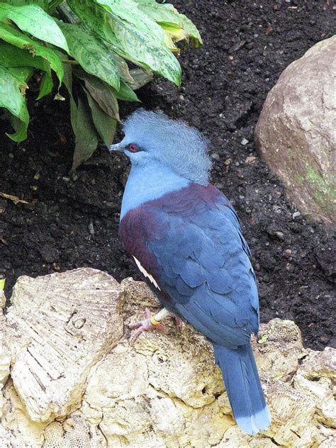 Blue Bird Washington Dc National Aviary Photograph By Richard