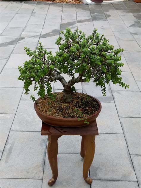 Jade Tree Bonsai Indoor Bonsai Tree Jade Tree Growing Fig Trees