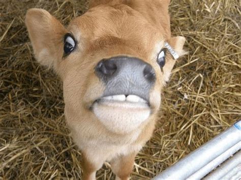 Here Are Some Hilarious Photos Of Animals Making Funny Faces | Cows ...
