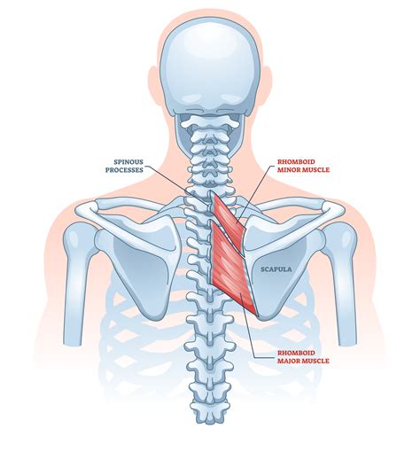 compound exercises  shoulders  pictures inspire