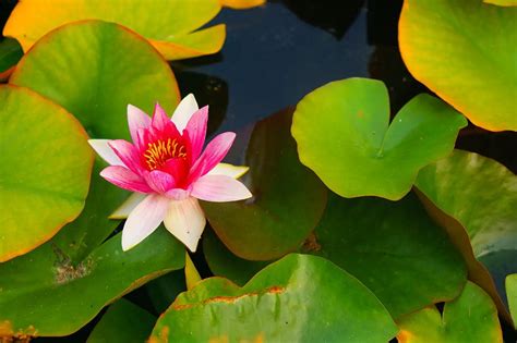 mastering colour  photography