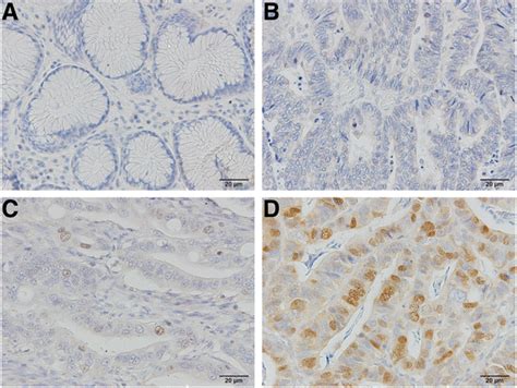 Representative Photomicrographs Of Immunostaining For Targeting Protein