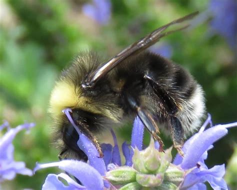 The Humble Bumble Bee Ejbees East Jefferson Bee Club