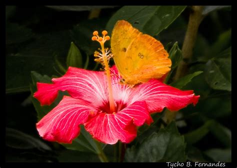 Borboleta Na Flor Do Hibisco Butterfly On The Hibiscus Flower