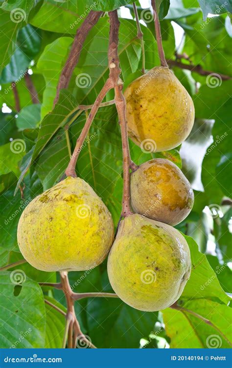 Santol Fruit On Tree Stock Images - Image: 20140194