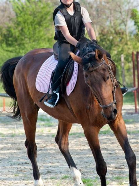 25 Riding a Horse Dream Meaning and Symbolism Interpretations | Sarah Scoop