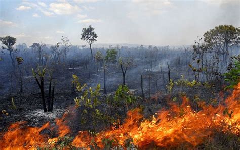 Pantanal Pode Levar Até 50 Anos Para Se Recuperar De Queimadas