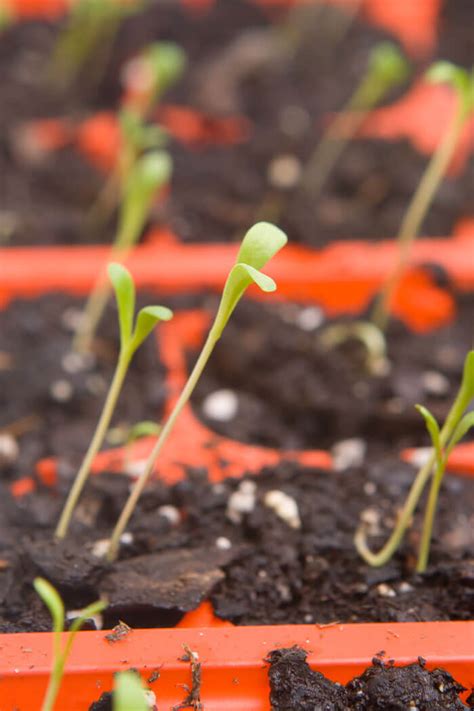 Gerbera Daisy Care How To Plant Grow And Help Them Thrive