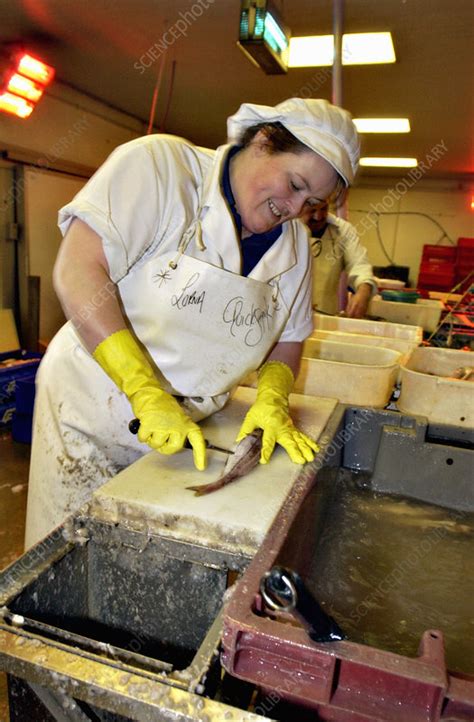 Fish Preparation Stock Image T Science Photo Library