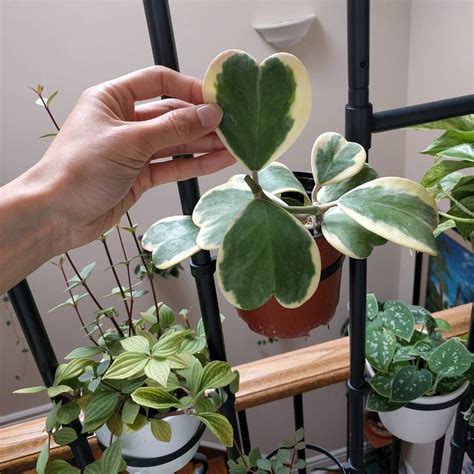 Хойя керри цветение (73 фото)