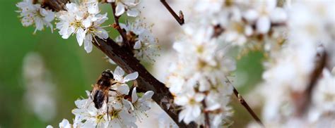 Antles Pollen polinización de frutales Zimex smart agro